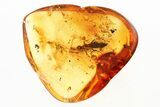 Detailed Fossil Rove Beetle (Paederinae) in Baltic Amber #275380-1